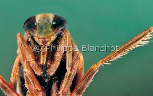 Notonecta glauca.JPG - in "Portraits d'insectes" ed. SeuilNotonecta glaucaNotonecte glauqueCommon water boatmanHemipteraNotonectidaeFrance